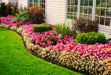 A colourfl flowerbed at the side of the house.