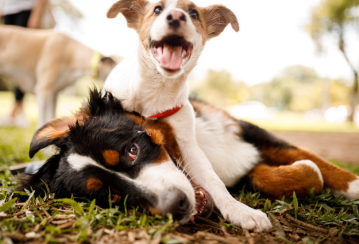 L’assurance habitation couvre-t-elle les morsures de chien ?